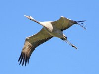 Kranich (Grus grus)  01